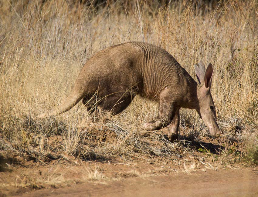 Aardvark