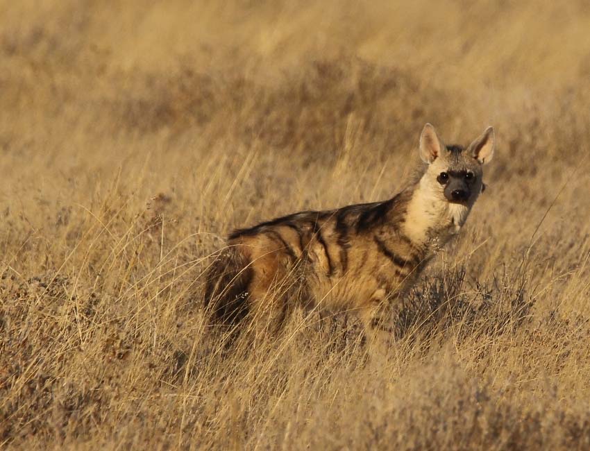 Aardwolf