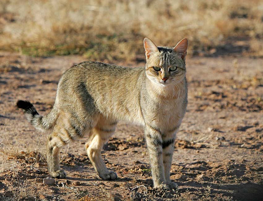 African Wildcat