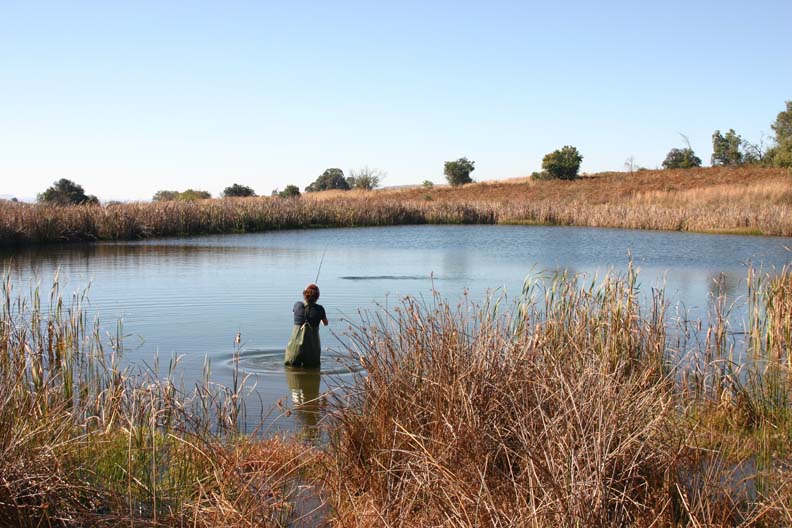 Bass Dam