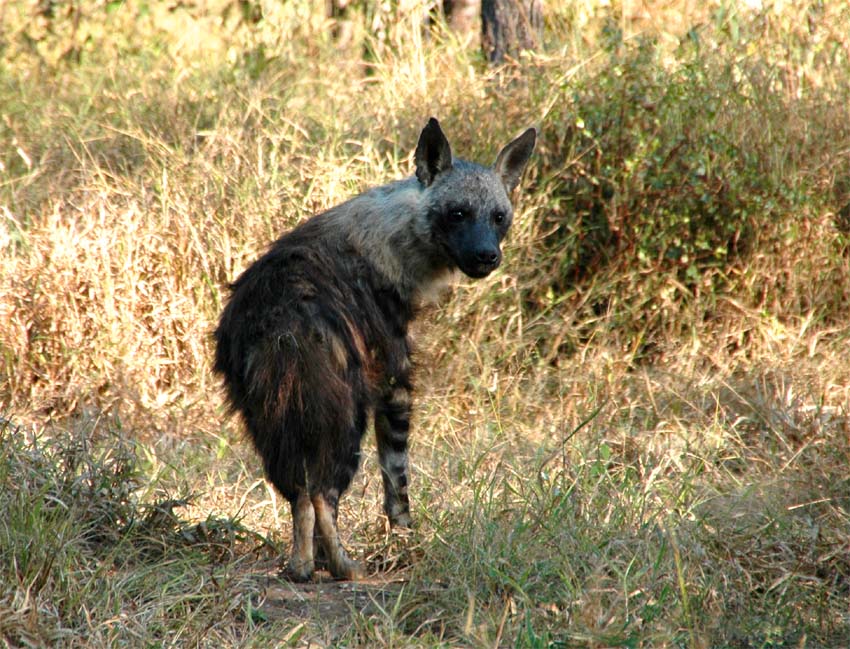 Brown Hyena