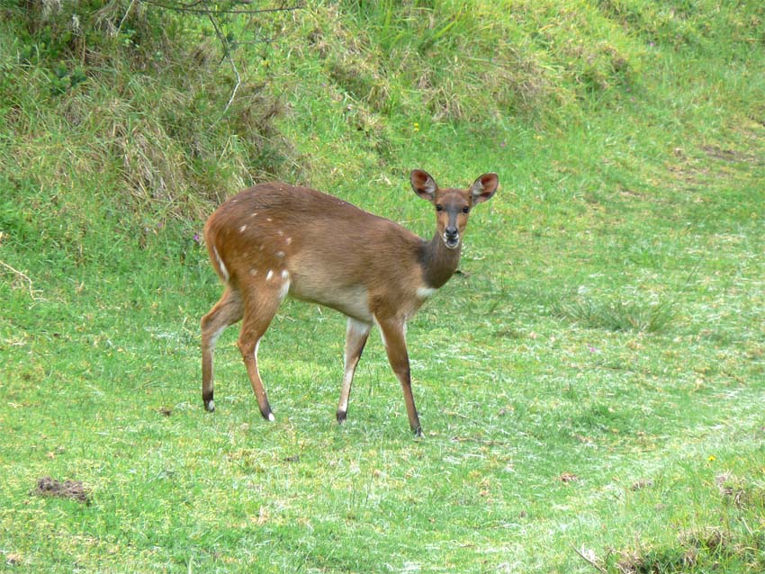 Bushbuck