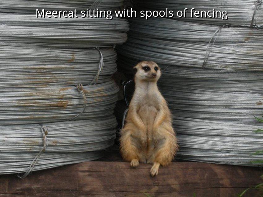 Meercat