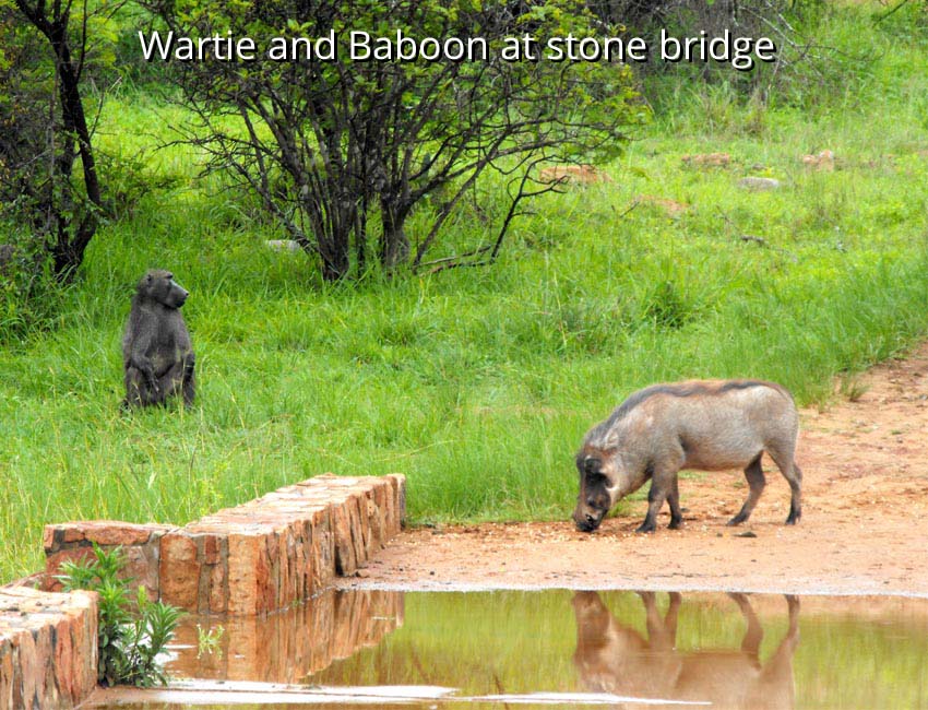 Baboon