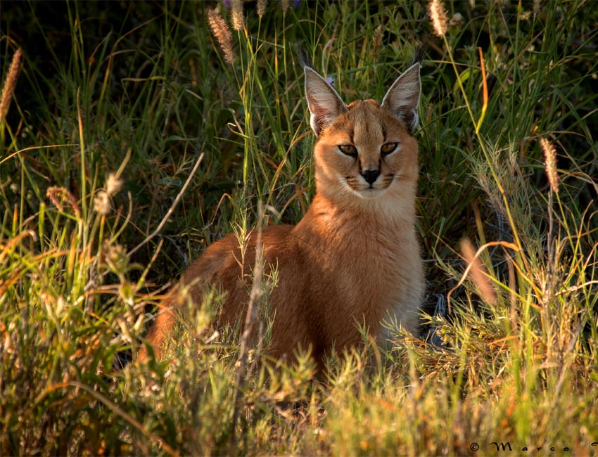 Caracal