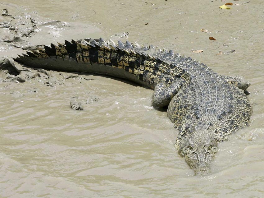 Crocodile