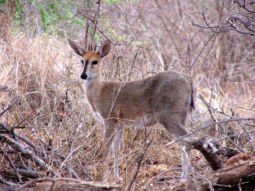 Duiker