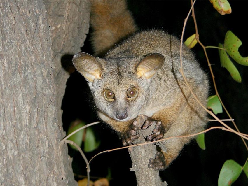 Greater Bushbaby