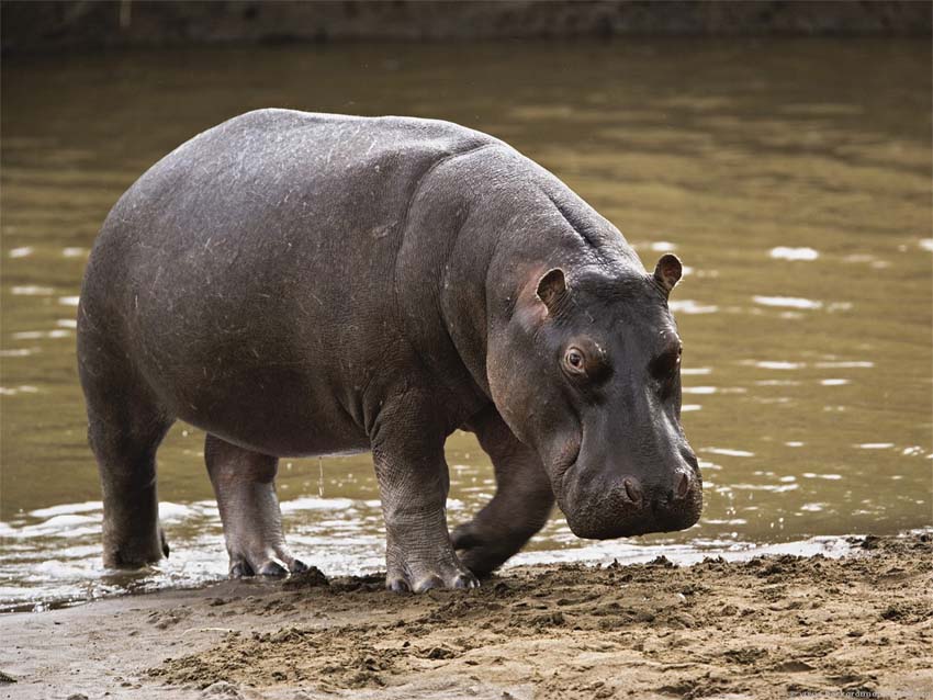 Hippo