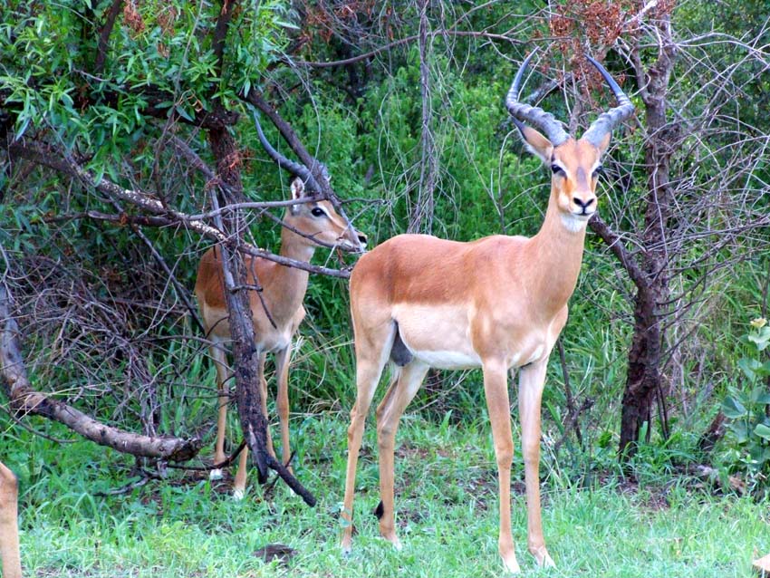 Impala