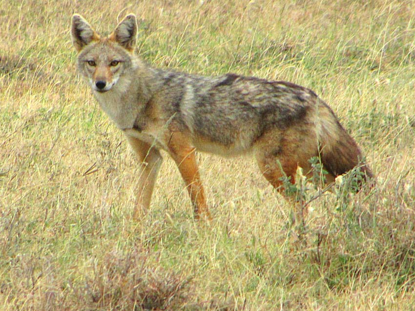 Black-backed Jackal