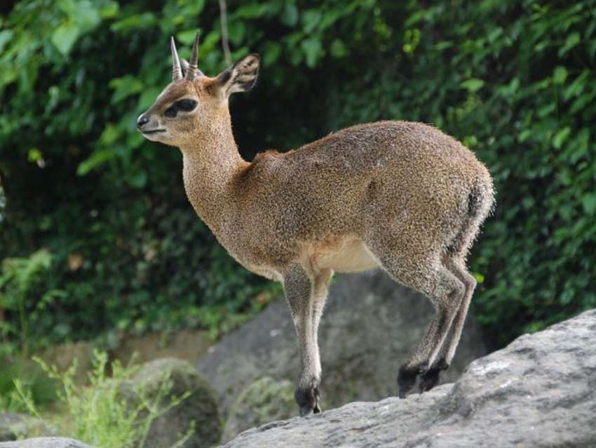 Klipspringer