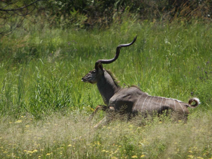 Kudu