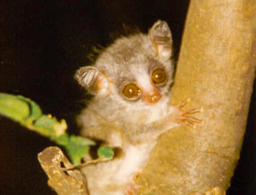 Lesser Bushbaby