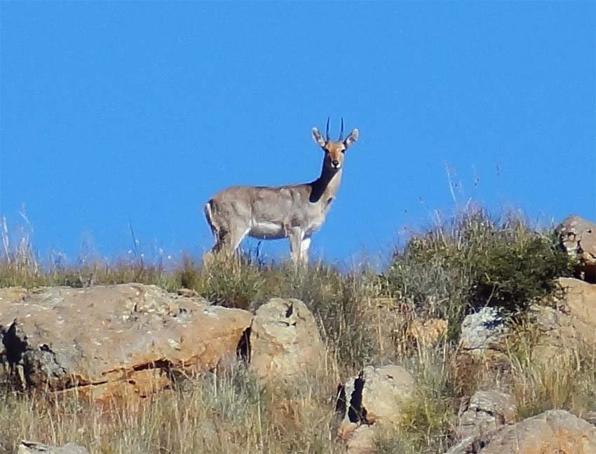 Mountain Reedbuck