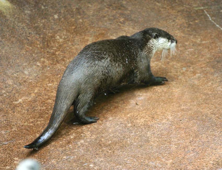 Otter