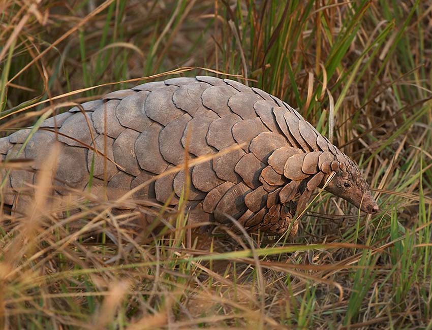 Pangolin