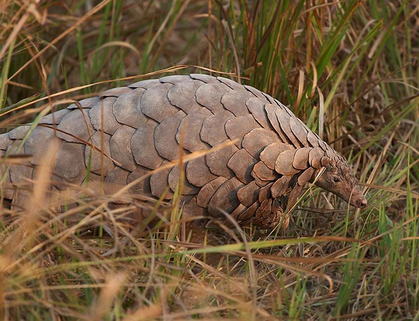 Pangolin