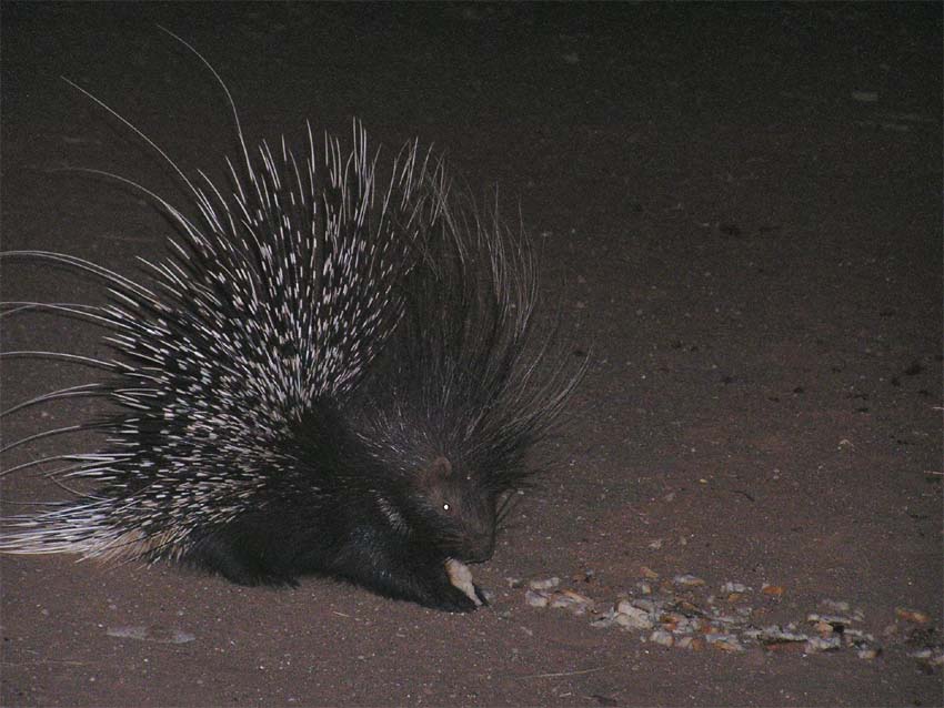 Porcupine