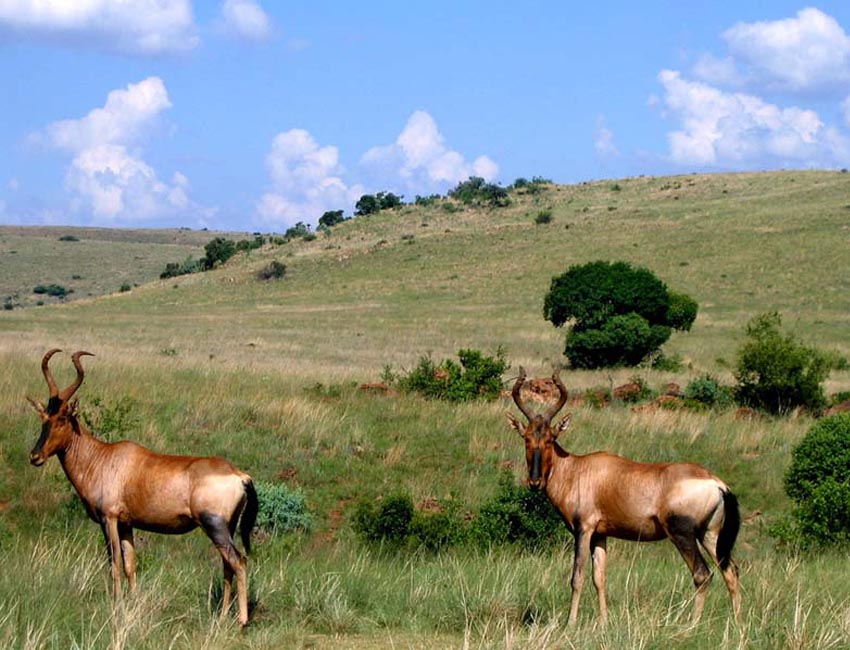 Red Hartebeest