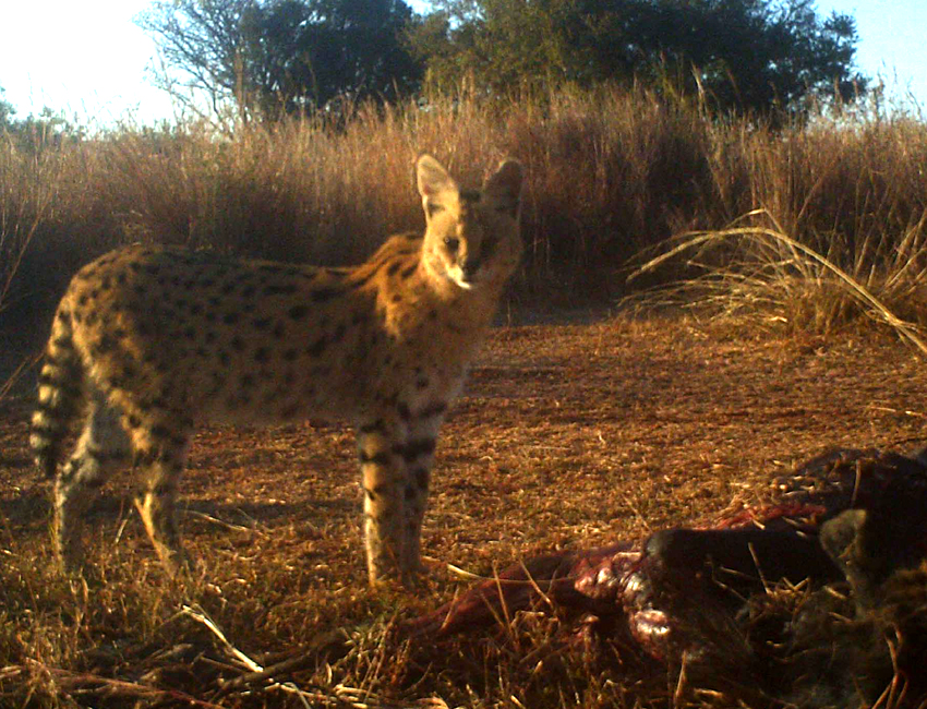 Serval