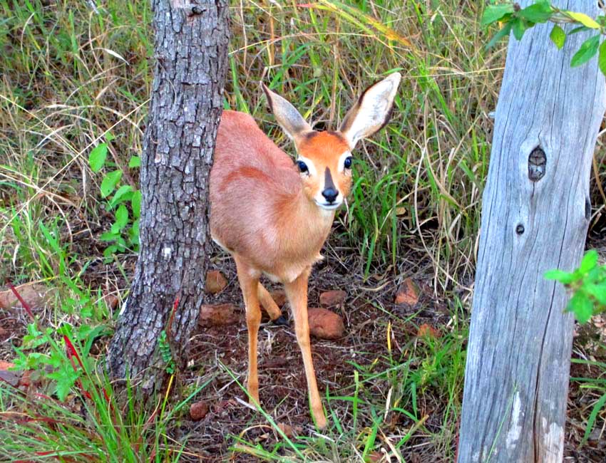 Steenbuck