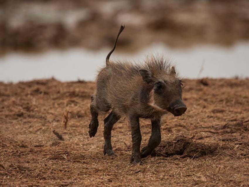 Warthog