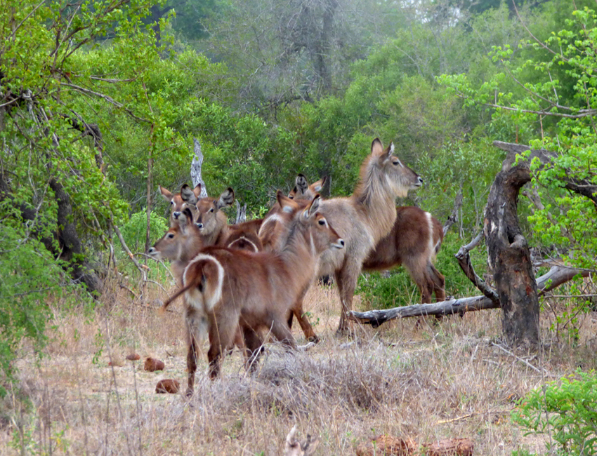 Waterbuck