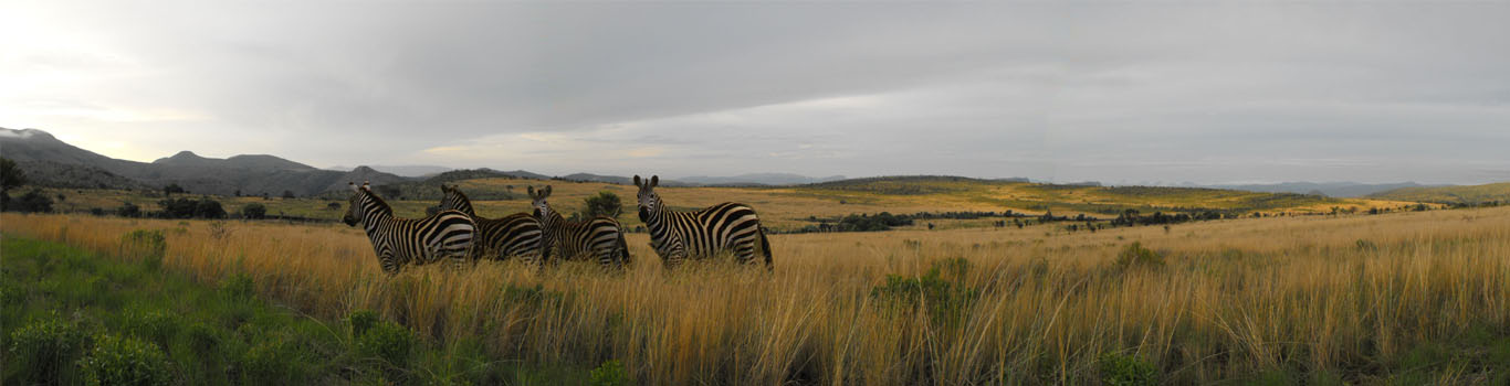 Zebra on Lapolosa